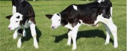 gene-edited polled calves