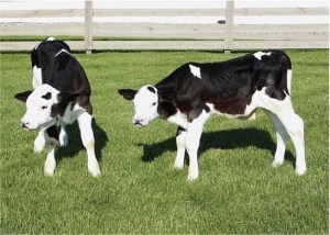 gene-edited polled calves