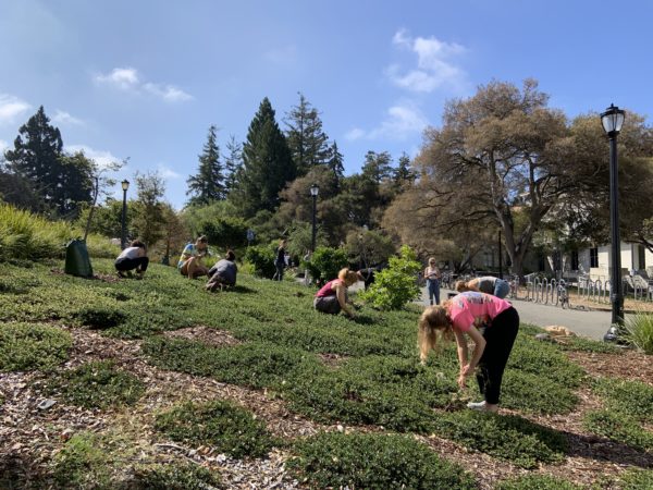Weeding at Berkeley