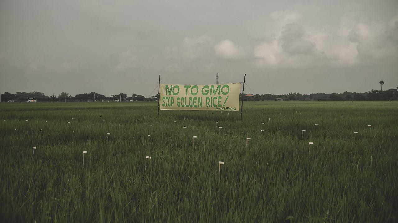 Stop Golden Rice