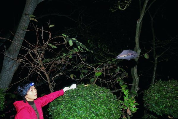 Shi Zheng-Li releases a bat
