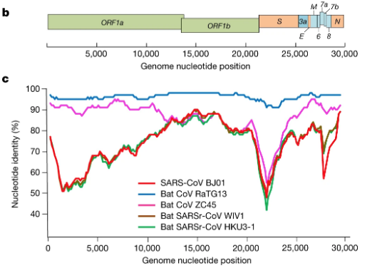 Similarity of Sars-CoV-2 to RaTG13