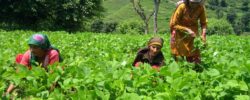 Indian Farmers