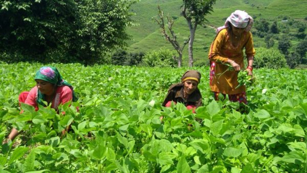 Indian Farmers