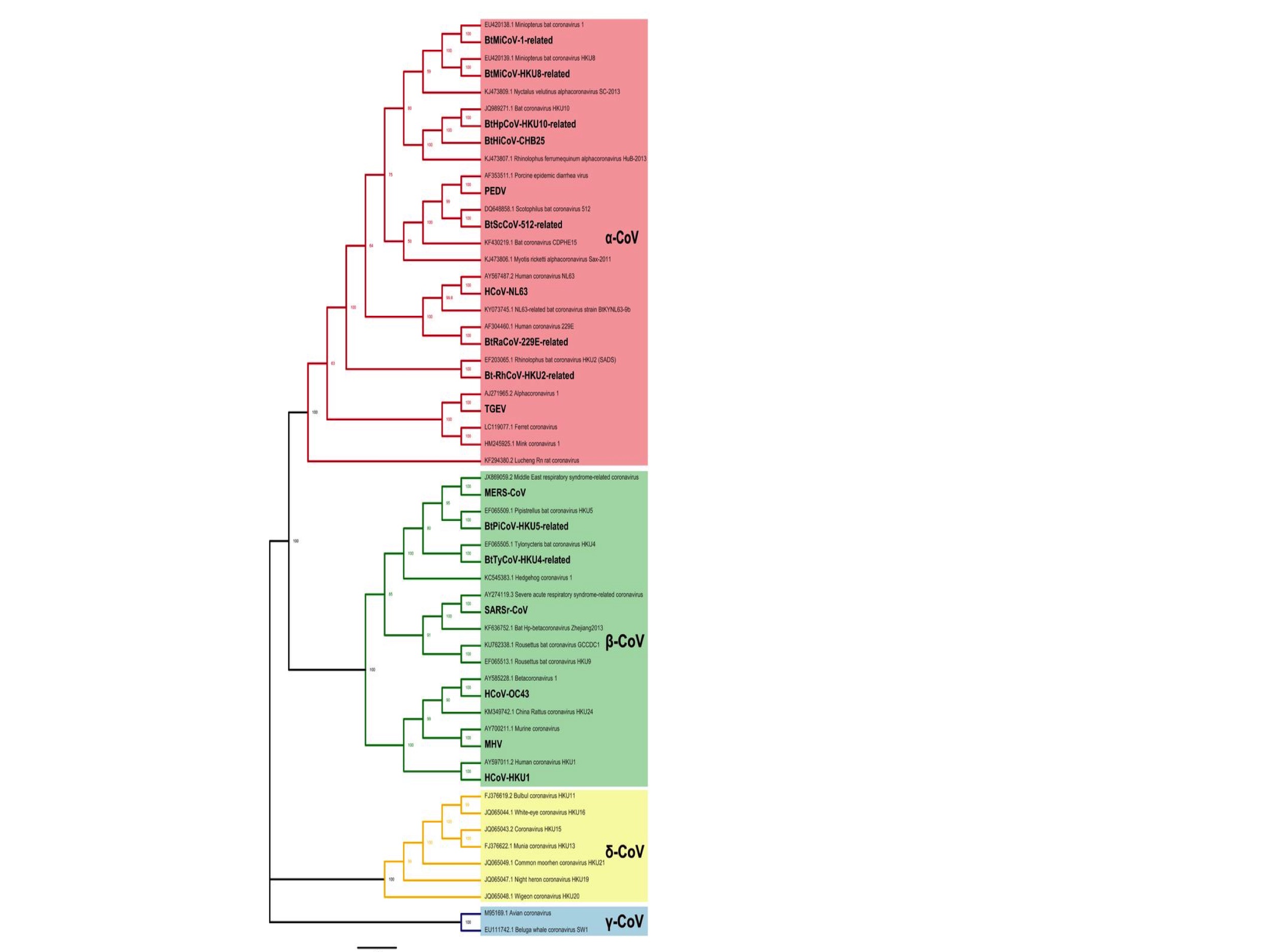 WIV Phylogenetic Coincidence Fig. 1. (Adapted from Li et al., 2020)