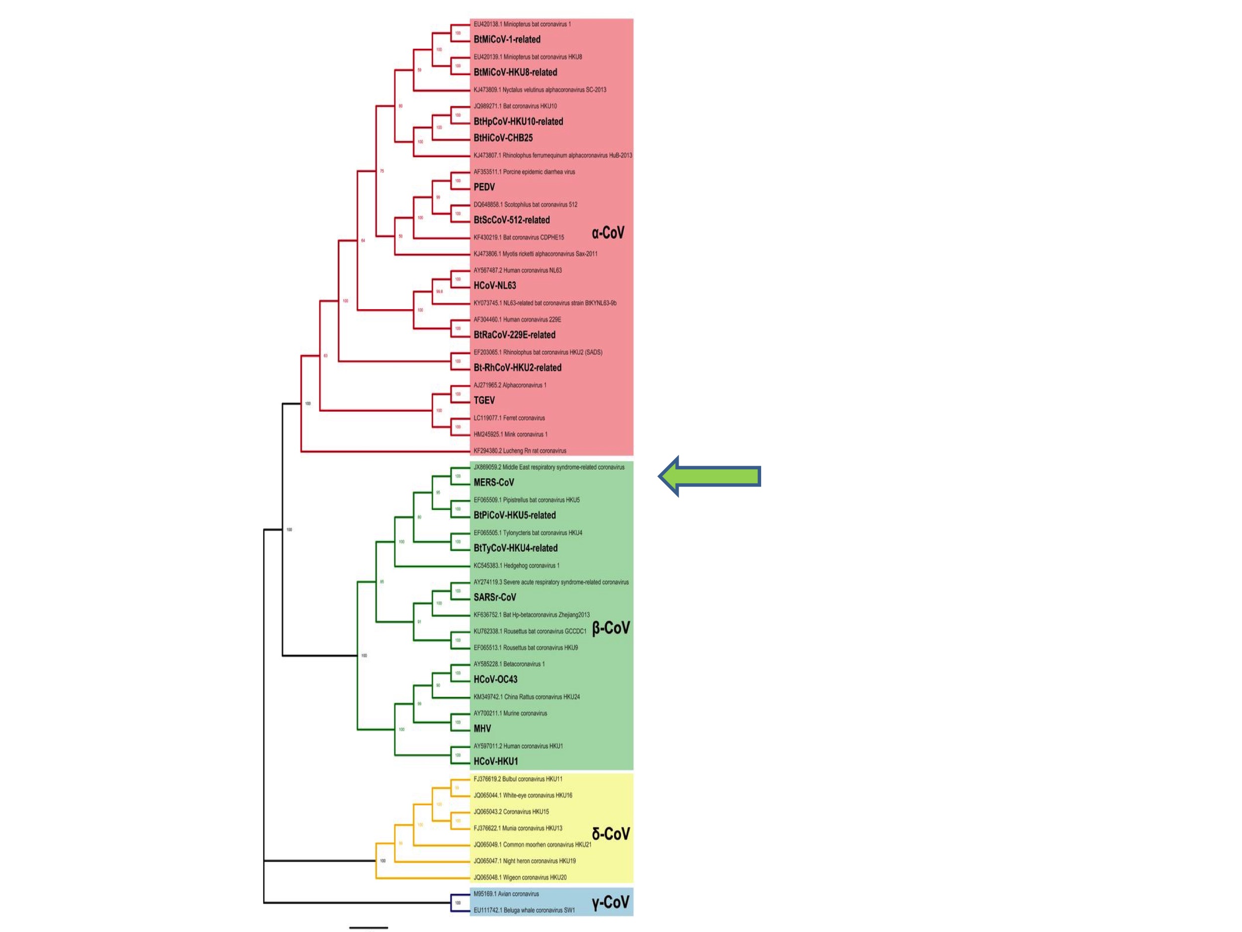 WIV Phylogenetic Coincidence Fig. 2. (Adapted from Li et al., 2020)