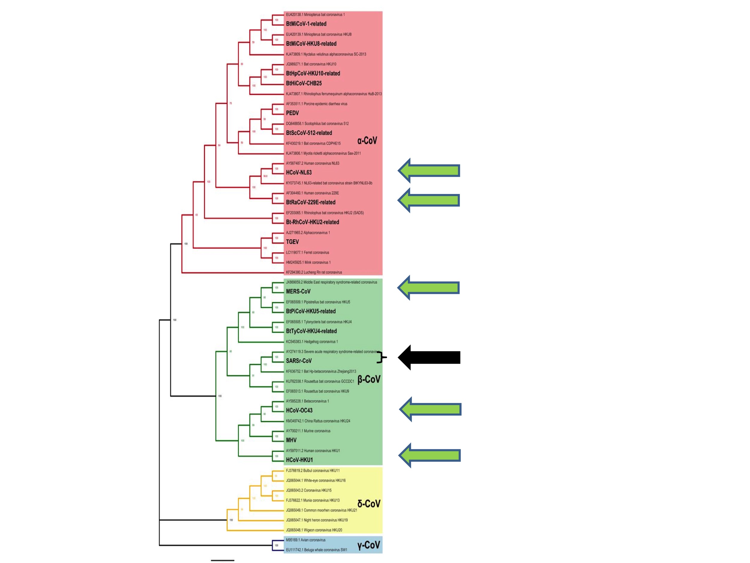 WIV Phylogenetic Coincidence Fig. 3. (Adapted from Li et al., 2020)