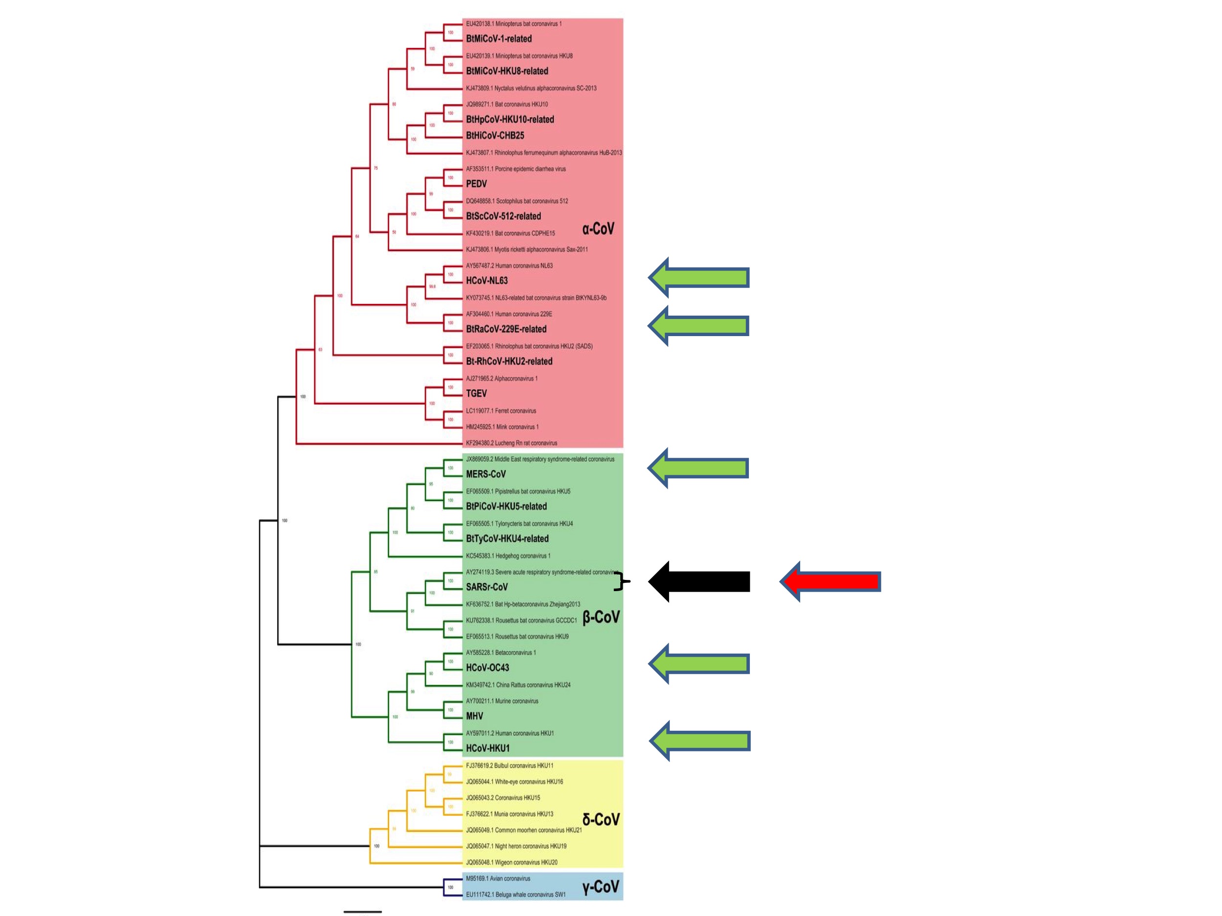 WIV Phylogenetic Coincidence Fig. 4. (Adapted from Li et al., 2020)