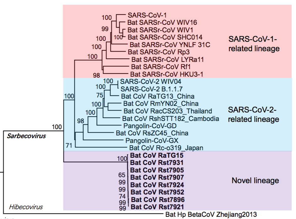 Figure 1 Phylogeny of the SARS-related coronaviruses (taken from Guo et al., 2021) showing the three lineages