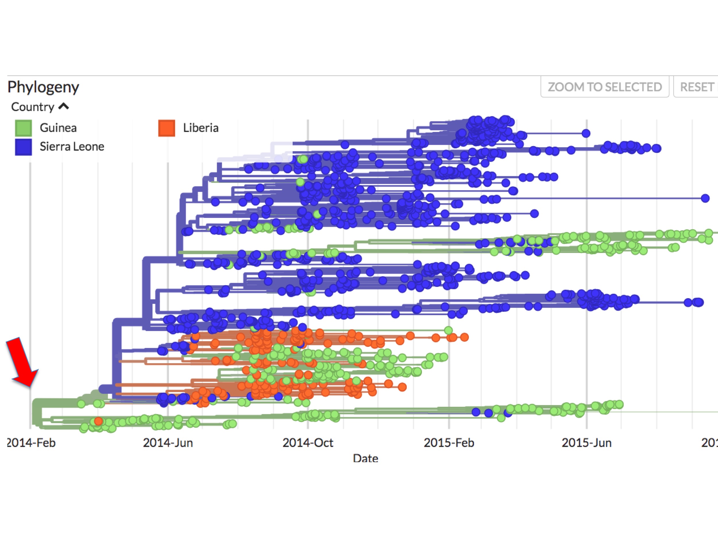 Figure 4 is a screenshot taken from Nextstrain's interactive Ebola page. It is set to highlight countries of origin and, along the x-axis, the timeline of cases. The red arrow points to the putative origin.
