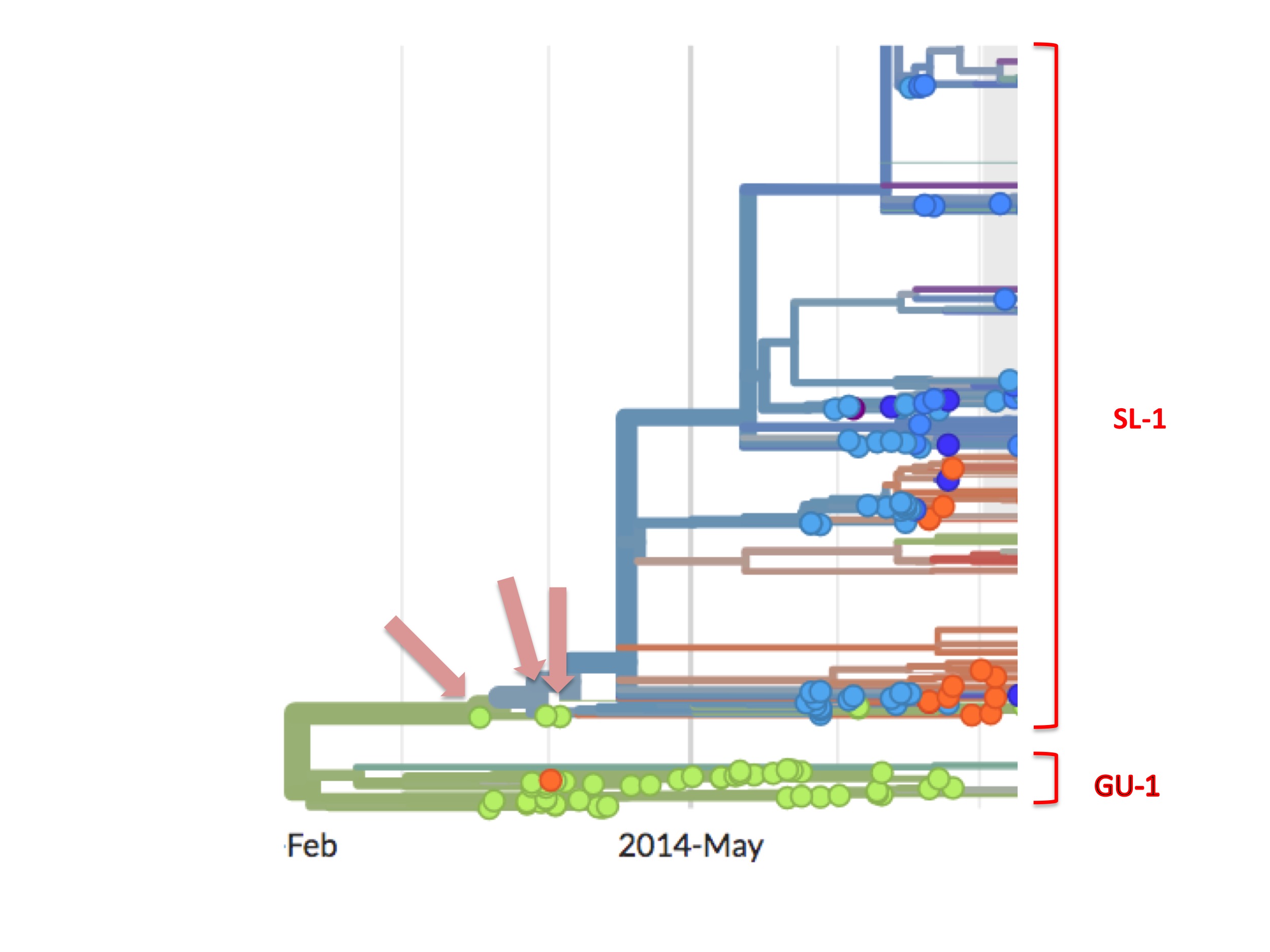 Ebola 2014: The three pink arrows point to the three Guinea genome sequences at the base of the SL-1 lineage.