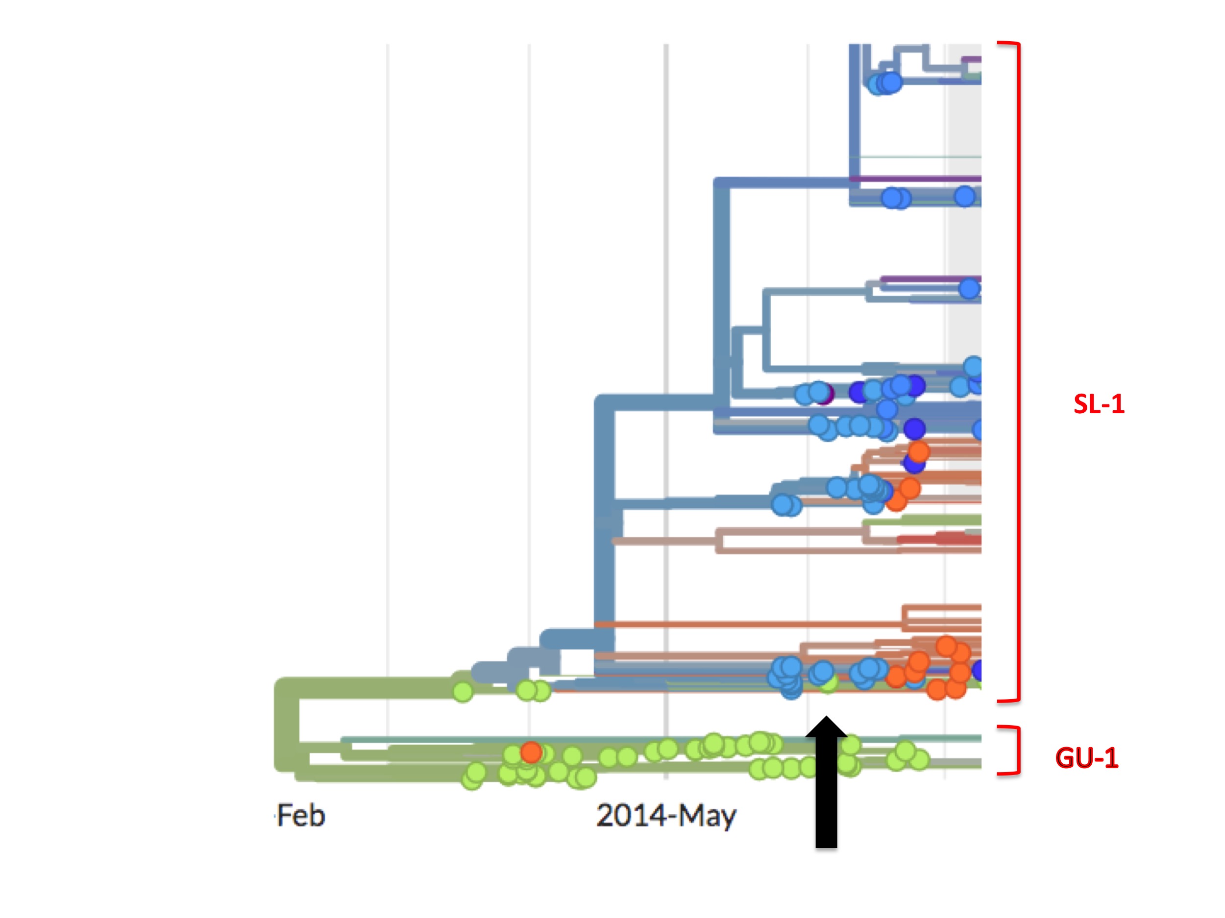 The black arrow points at a green spot early in the SL-1 lineage