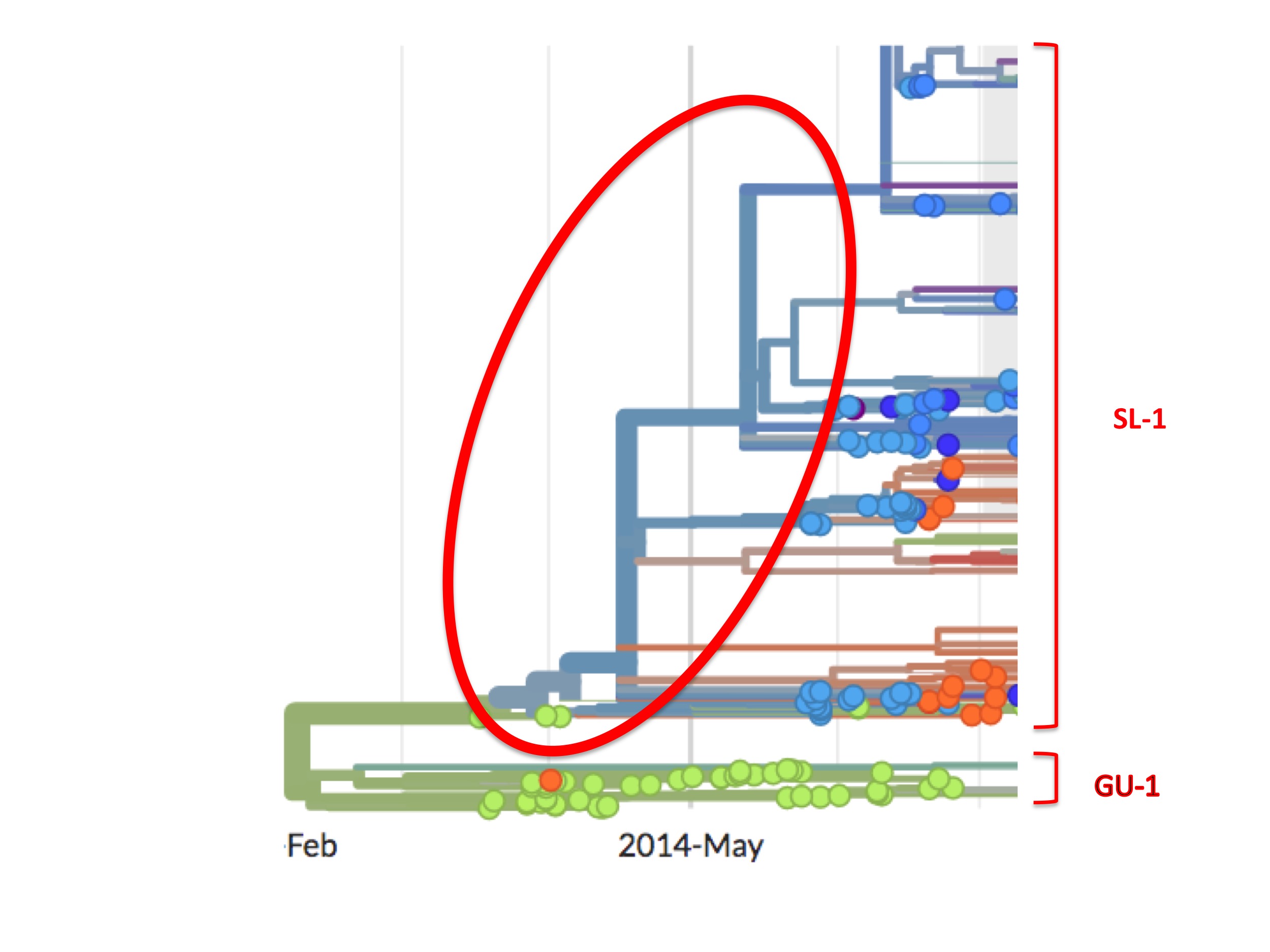 Fig. 8 Unsampled bifurcations early in the phylogeny of lineage SL-1.