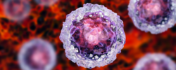 An induced pluripotent stem cell
