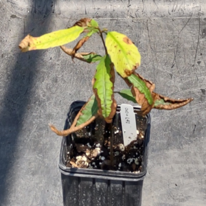 Chlorosis, leaf browning and stunting on a Darling GE American Chestnut