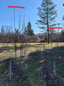 GE and non-GE American Chestnut trees, Central NY 2022
